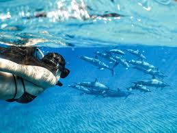 Image result for Durley Dolphin Diver