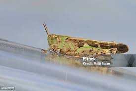 Attēlu rezultāti vaicājumam “Myrmeleotettix maculatus”