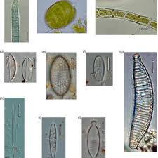 Attēlu rezultāti vaicājumam “Cyanophyta”