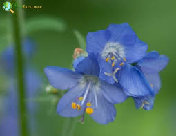 Attēlu rezultāti vaicājumam “Polemonium caeruleum flower”