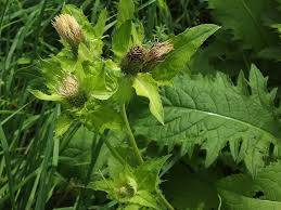 Attēlu rezultāti vaicājumam “Cirsium oleraceum”