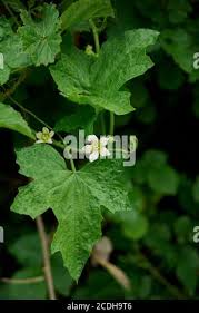 Attēlu rezultāti vaicājumam “Bryonia alba leaf”