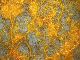 Attēlu rezultāti vaicājumam “Physarum obscurum plasmodium”