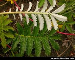 Image result for Potentilla anserina