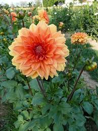 Image result for Dahlia hybrid.