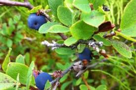 Attēlu rezultāti vaicājumam “Menziesia ferruginea”