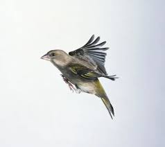 Attēlu rezultāti vaicājumam “Chloris chloris female”