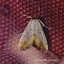 Attēlu rezultāti vaicājumam “Evergestis extimalis”