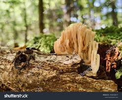 Attēlu rezultāti vaicājumam “Ramaria stricta”