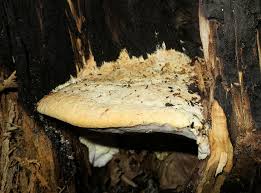 Attēlu rezultāti vaicājumam “Aurantiporus fissilis”