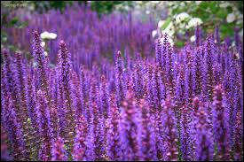 Image result for Salvie
