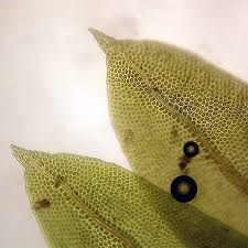 Attēlu rezultāti vaicājumam “Fissidens osmundoides”