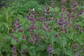 Attēlu rezultāti vaicājumam “Salvia verticillata”