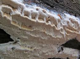 Attēlu rezultāti vaicājumam “Antrodia mellita”