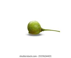 Attēlu rezultāti vaicājumam “Polygonatum verticillatum fruit”