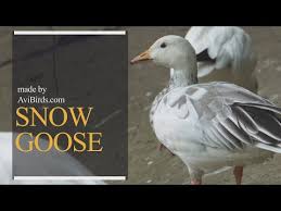 Image result for Anser caerulescens