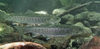 Image result for Salvelinus malma