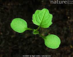 Attēlu rezultāti vaicājumam “Lapsana communis leaf”