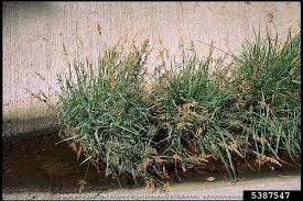 Attēlu rezultāti vaicājumam “Polypogon tentacularius”