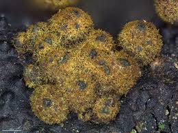 Attēlu rezultāti vaicājumam “Badhamiopsis praetermissa sessile”