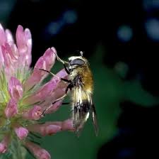 Attēlu rezultāti vaicājumam “Leucozona lucorum”
