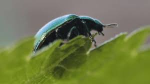 Attēlu rezultāti vaicājumam “Linaeidea aenea”