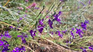 Attēlu rezultāti vaicājumam “Consolida regalis flower”