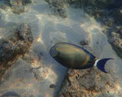 Image result for Acanthurus blochii