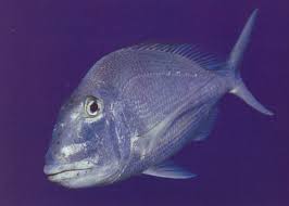 Image result for Calamus bajonado