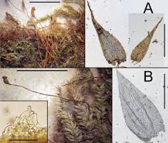 Attēlu rezultāti vaicājumam “Taxiphyllum wissgrillii”