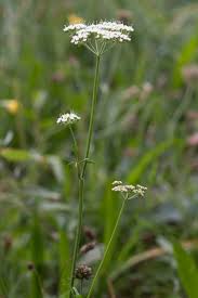 Attēlu rezultāti vaicājumam “Selinum carvifolia fruit”