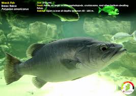 Image result for Polyprion americanus