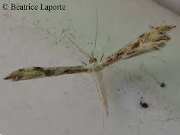 Attēlu rezultāti vaicājumam “Pterophoridae”