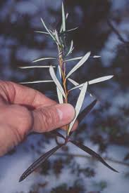 Attēlu rezultāti vaicājumam “Andromeda polifolia”