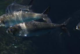 Image result for Alosa sapidissima