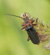 Attēlu rezultāti vaicājumam “Cantharis rustica imago”
