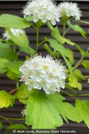 Attēlu rezultāti vaicājumam “Physocarpus opulifolius”