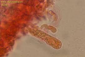Attēlu rezultāti vaicājumam “Radulomyces confluens”