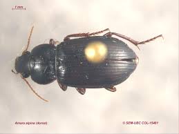 Attēlu rezultāti vaicājumam “Amara sp.”