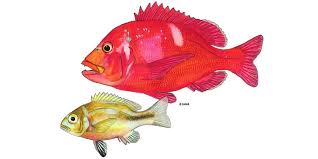 Image result for Chrysoblephus laticeps