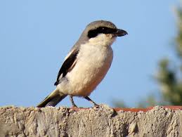 Attēlu rezultāti vaicājumam “Lanius excubitor adult”