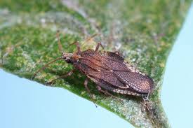 Attēlu rezultāti vaicājumam “Physatocheila smreczynskii”