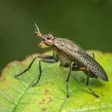 Attēlu rezultāti vaicājumam “Coremacera marginata”