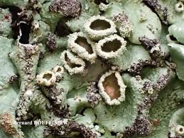 Attēlu rezultāti vaicājumam “Flavoparmelia caperata”