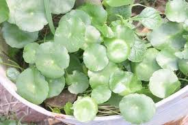 Attēlu rezultāti vaicājumam “Hydrocotyle vulgaris leaf”