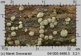 Attēlu rezultāti vaicājumam “Hypocrea gelatinosa”