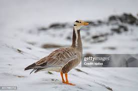 Attēlu rezultāti vaicājumam “Anseriformes”