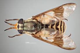 Attēlu rezultāti vaicājumam “Chrysops”