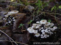 Attēlu rezultāti vaicājumam “Collybia cirrhata”