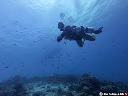 Image result for Duchy Divers